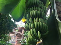 -呀路古热带植物园