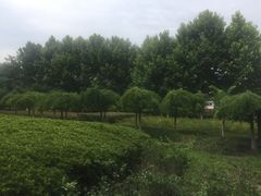 -白塘生态植物园