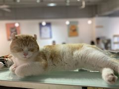-Heymao猫咖.咖啡厅(东门店)