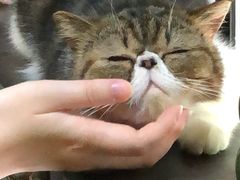 -李小姐の猫咖啡馆(五角场店)