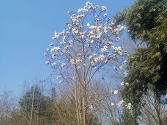 -桤木河湿地公园