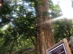 -北京上方山国家森林公园
