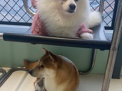 -怪兽屋·羊驼·猫咖·狗咖(俊华广场店)