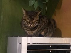 -猫猫幼稚园·撸猫·桌游·电玩