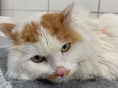 -北京赛佳动物医院