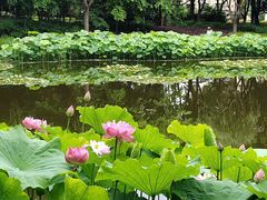 -陈家山荷花公园