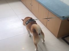 -美联众合动物医院·24h京西诊疗中心