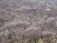 -香雪海