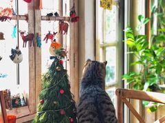 -海边的猫和咖啡馆