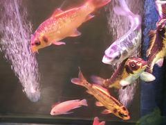 -老杨头烧烤(博烤堂店)