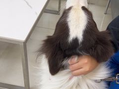 -北京观赏动物医院·24小时大型综合·猫专科·异宠专科