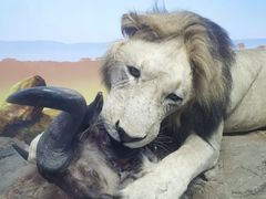 -国家自然博物馆