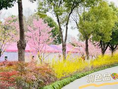 -顾村公园