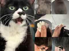 -老吴的猫·猫舍(新区店)