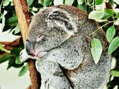 -费瑟代尔野生动物园