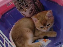 -北京观赏动物医院·24小时大型综合·猫专科·异宠专科