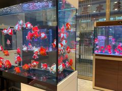 -山东柏宁水族批发广场