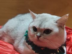 -滚猫咖啡·猫咖·猫友好撸猫(未来城店)