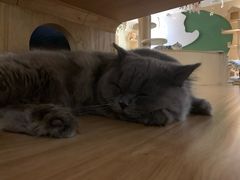 -猫和宫(六道口店)