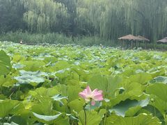 -潇湘甲鱼村(清河店)