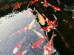 -鲤院·新中式美学·庭院餐厅(夫子庙店)