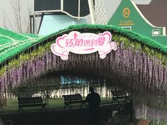 -荷兰花海