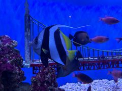 -太平洋海底世界