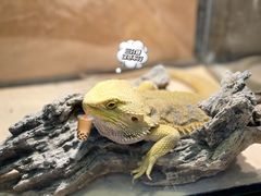 -酷以爬仙阁实体爬宠店·守宫·蜥蜴·专业繁育