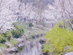 -羊山湖公园