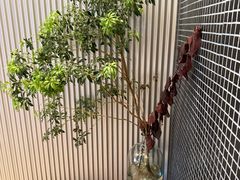 -一坐一忘云南菜(嘉里中心店)