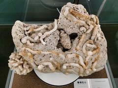 -天津古林古海岸遗迹博物馆