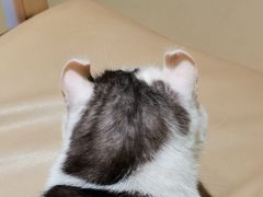 -藏猫猫咖啡主题馆(中央大道店)