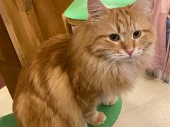 -MOCHA明星猫咖(田子坊店)