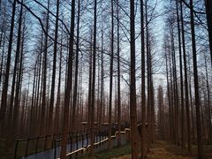 -黄海国家森林公园