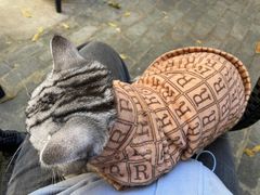 -喵屿·大理花园猫咖