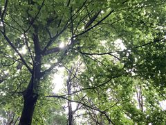 -桃花岭景区