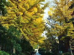 -三里屯东五街银杏大道