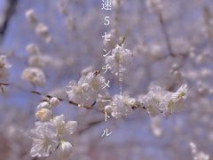 -国家植物园