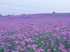 -紫颐香薰山谷景区