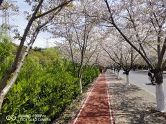 -高东镇樱花园