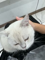-镁连社·美联社