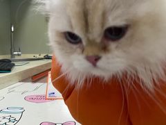 -伟伟宠物医院·瑞派猫友好医院·猫科(光谷店)