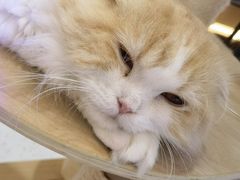 -喵园·猫主题咖啡厅·撸猫·猫咖(国贸店)