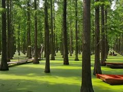 -渌洋湖湿地公园