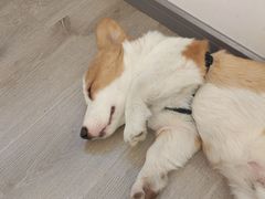 -浣熊柯尔鸭土拨鼠·电玩咖
