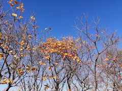 -北京西山国家森林公园