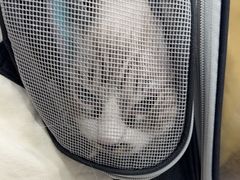 -四月宠物医院·猫专科·心脏专科·内科(转塘店)