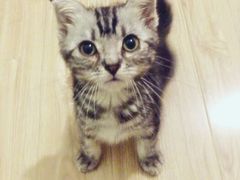 android_upload_pic-Bastet sally猫舍购宠(静安店)