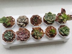 -中环花鸟鱼虫市场
