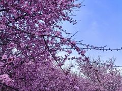 -重庆彩云湖湿地公园